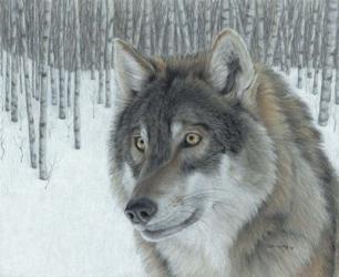 Wolf in Aspens | Obraz na stenu