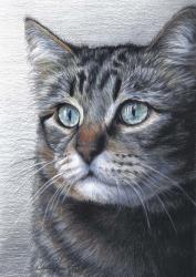Cat Portrait | Obraz na stenu