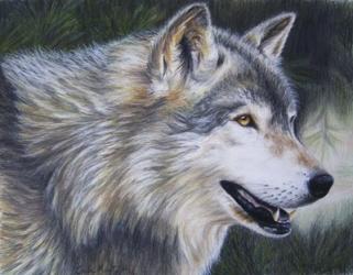 Timber Wolf Dark | Obraz na stenu