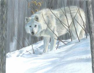 Winter Wolf | Obraz na stenu