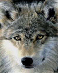 Young Wolf | Obraz na stenu