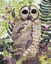 Spotted Owl | Obraz na stenu