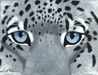 Snow Leopard Eyes | Obraz na stenu