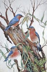 Bluebirds at Rest | Obraz na stenu