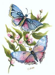 Butterfly in Pink and Blue | Obraz na stenu