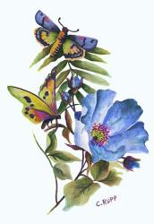 Butterfly on Blue Poppy | Obraz na stenu
