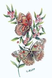 Butterfly with Starflower | Obraz na stenu