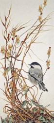 Chickadee in Summer Grass | Obraz na stenu