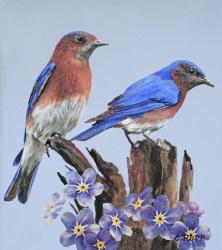 Eastern Bluebird Duo | Obraz na stenu