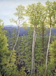 Forest Road Aspen | Obraz na stenu