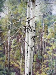 Summer Aspen Color | Obraz na stenu