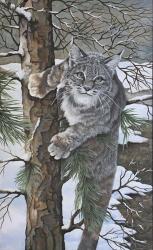 Bobcat | Obraz na stenu