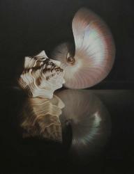 Pearl Nautilus | Obraz na stenu