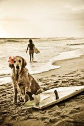 Dog Surfer | Obraz na stenu