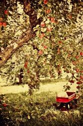 Apple Picking | Obraz na stenu