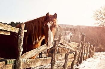 Brown Horse | Obraz na stenu