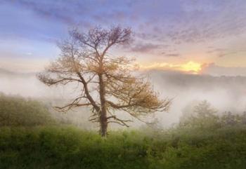 Misty Mountain Tree | Obraz na stenu