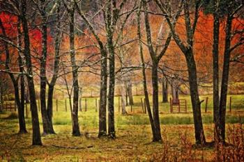 Autumn Grove | Obraz na stenu