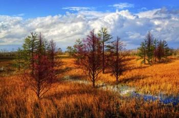 Glades Evening Shadows | Obraz na stenu