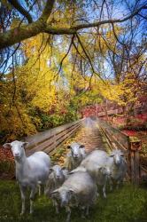 Autumn Sheep | Obraz na stenu