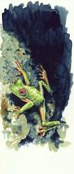 Costa Rican Frog | Obraz na stenu