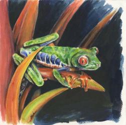 Costa Rican Leaping Frog | Obraz na stenu