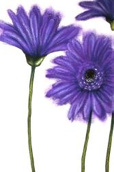 Purple Gerberas 1 | Obraz na stenu