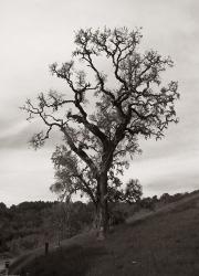 Tree 3 B&W | Obraz na stenu