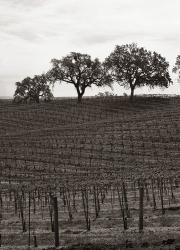 Paso Robles Toned | Obraz na stenu