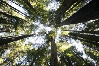 Redwoods | Obraz na stenu