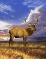 Elk at Sunset | Obraz na stenu