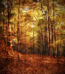 Autumn's Enchanted Forest | Obraz na stenu