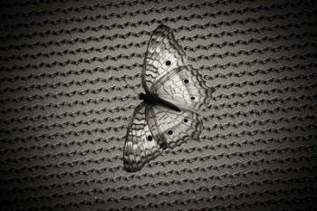 Butterfly Contrast | Obraz na stenu