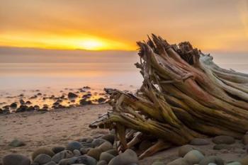 Driftwood Sunset | Obraz na stenu