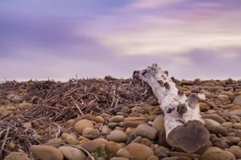 Driftwood View | Obraz na stenu