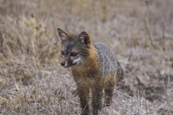 Island Fox | Obraz na stenu