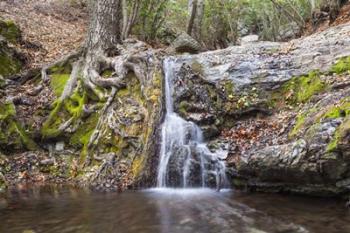 Roots of Nature | Obraz na stenu