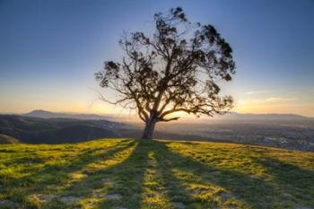 Tree Shadows | Obraz na stenu