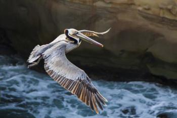 Pelican Flight | Obraz na stenu