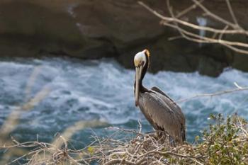 Pelican Stare | Obraz na stenu