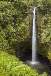 Akaka Falls | Obraz na stenu