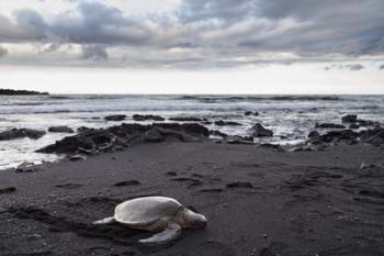 Black Sand Honu | Obraz na stenu