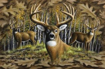 Whitetail Country | Obraz na stenu