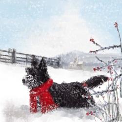 Black Scottie Dog | Obraz na stenu
