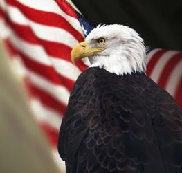 Bald Eagle And US Flag | Obraz na stenu