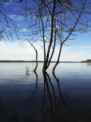 Tree Petrie Island | Obraz na stenu