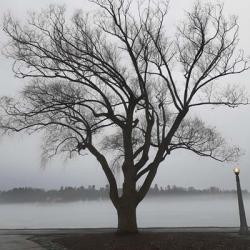 Tree In Fog II | Obraz na stenu