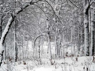 Trees In Snow | Obraz na stenu