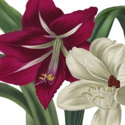 Christmas Amaryllis I | Obraz na stenu