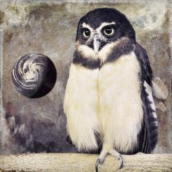 Moon Owl | Obraz na stenu